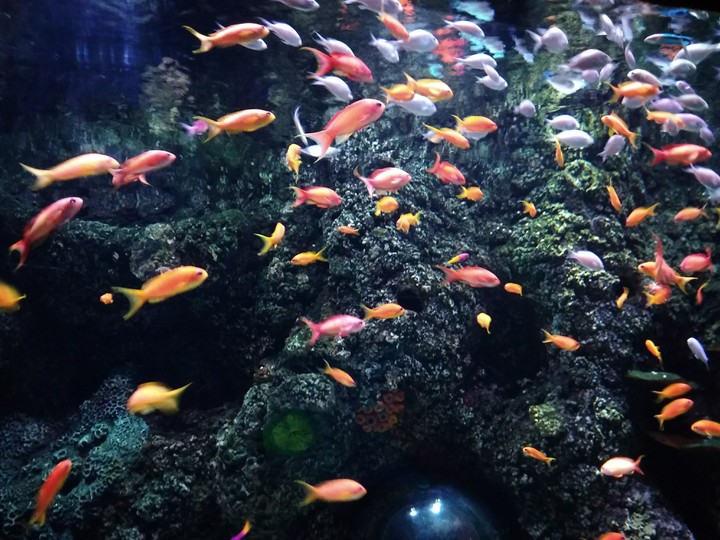 fish