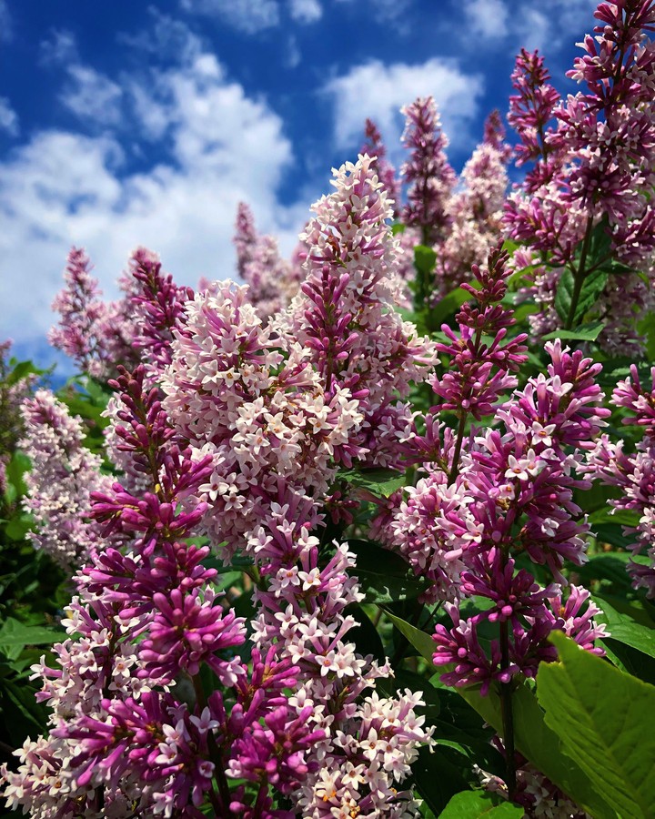 Lilac