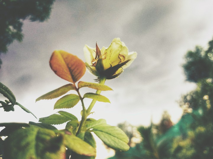 flower