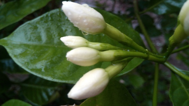 White flower with water droplets