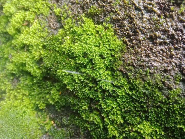 green mat