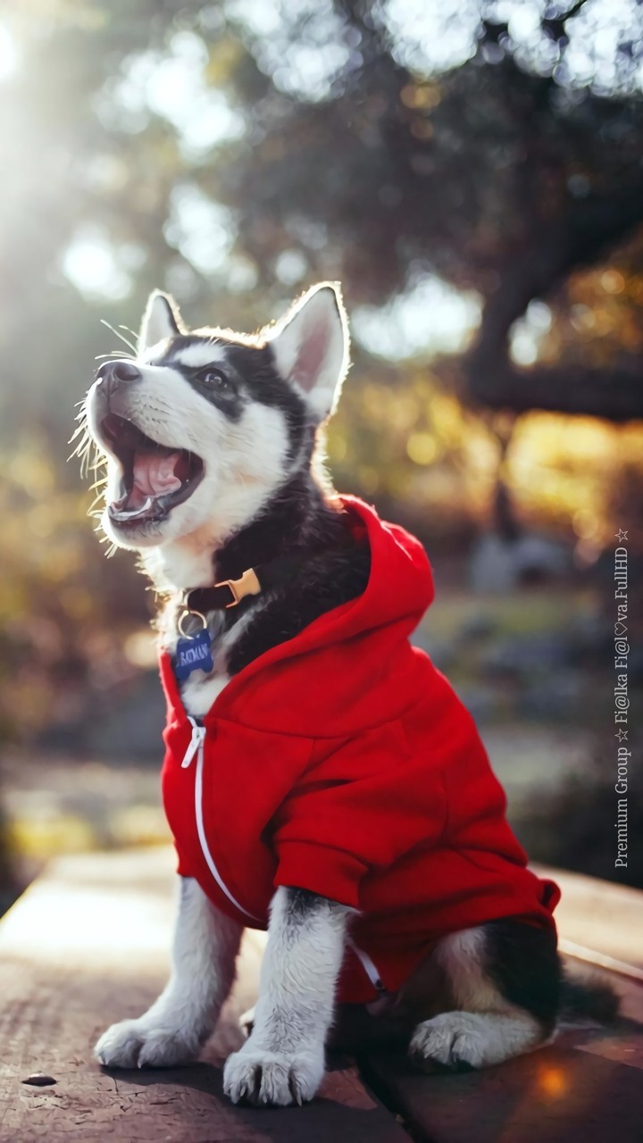 hasky