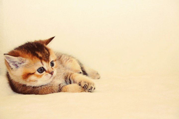 gattino