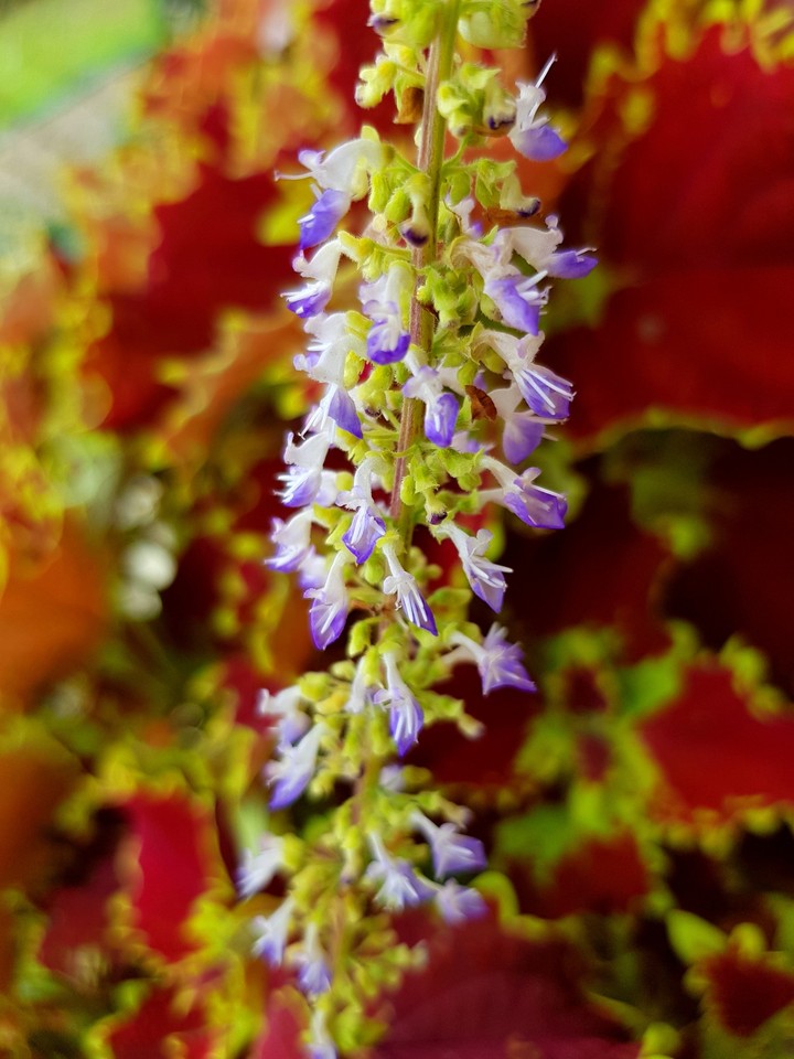 flower