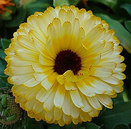calendula