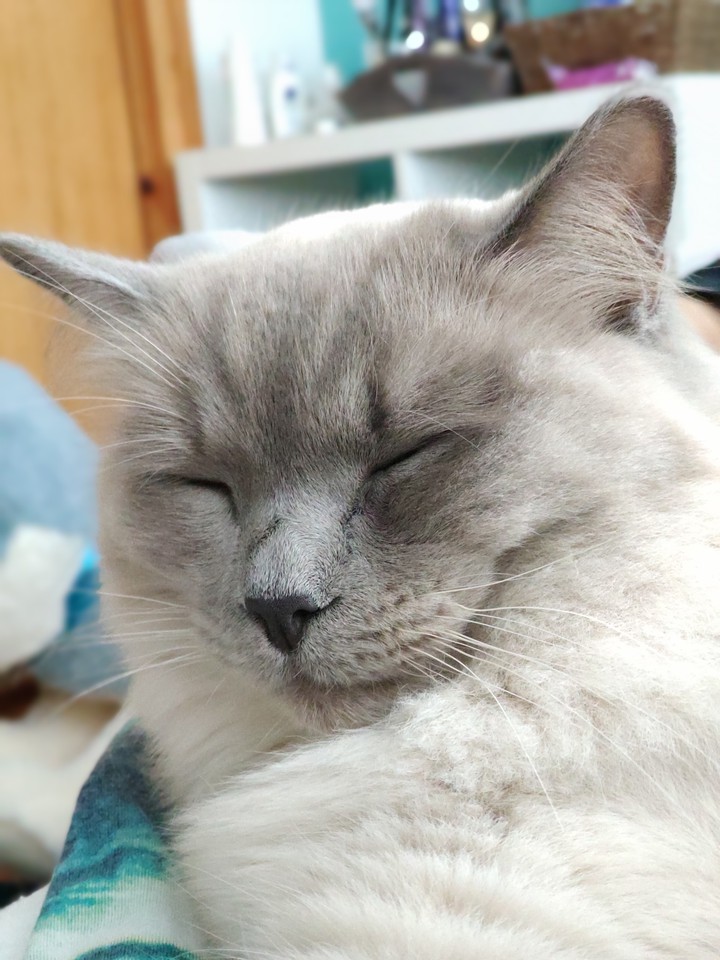 Sleeping Balou