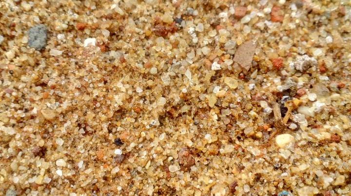The tiny sand granules