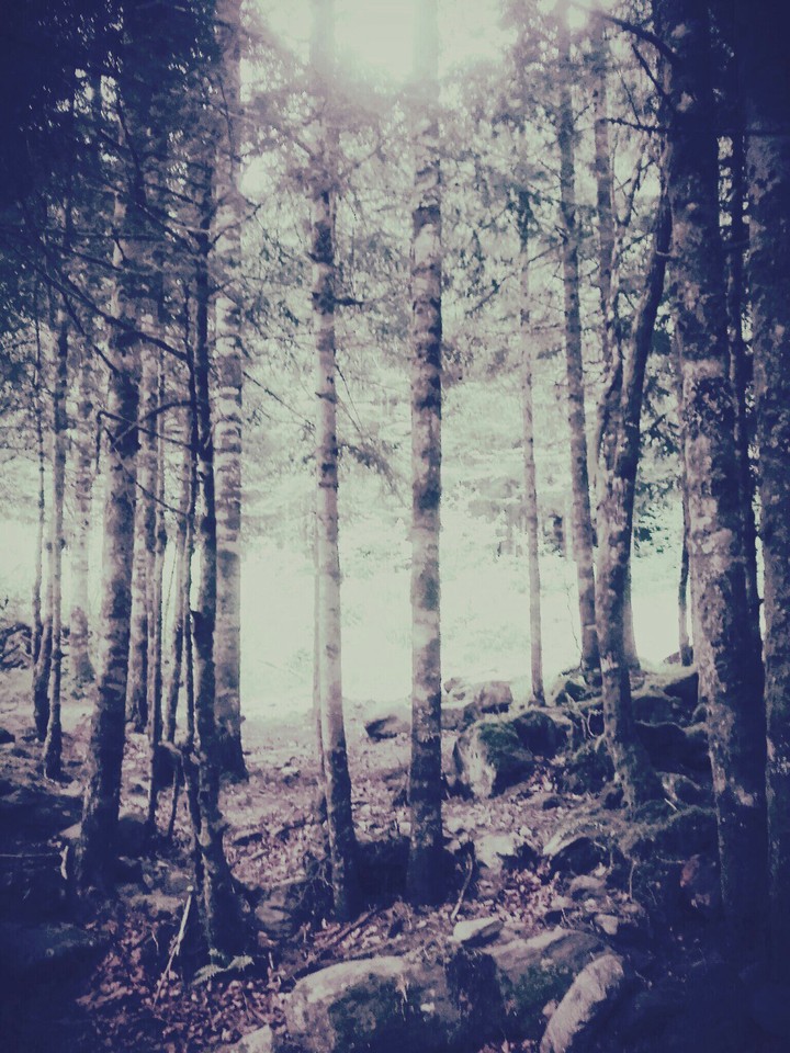 dark forest