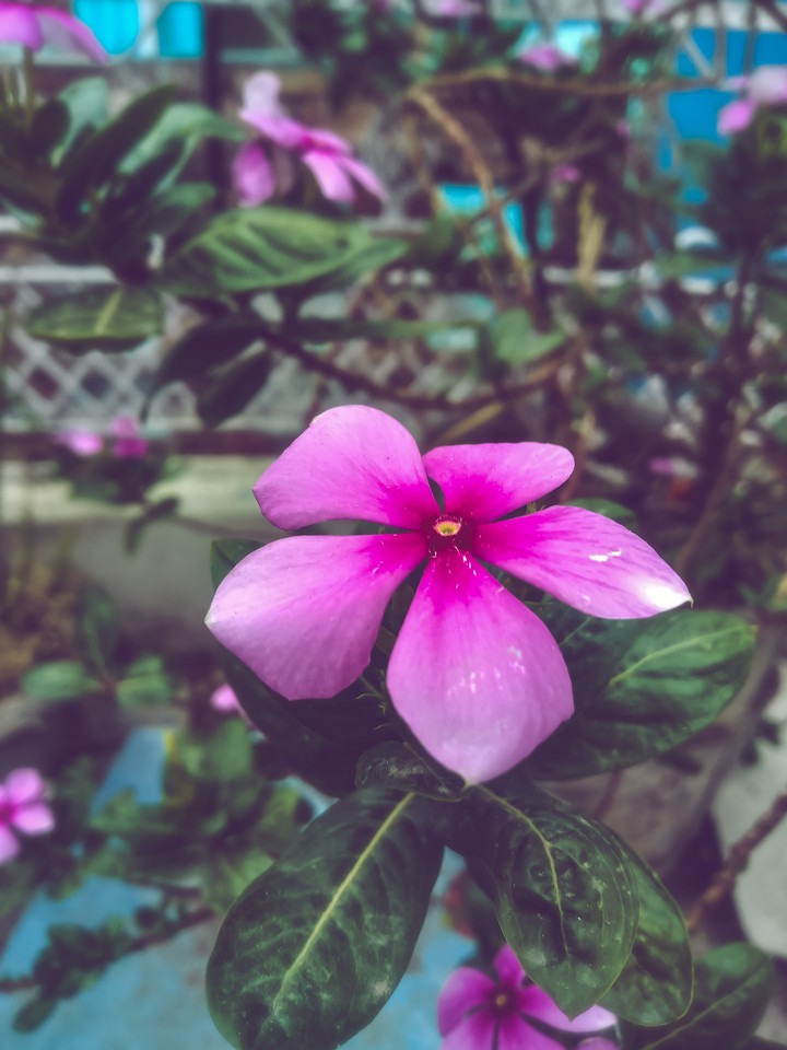 pink