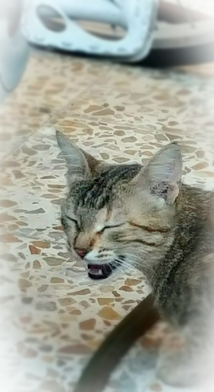 smiling cat
