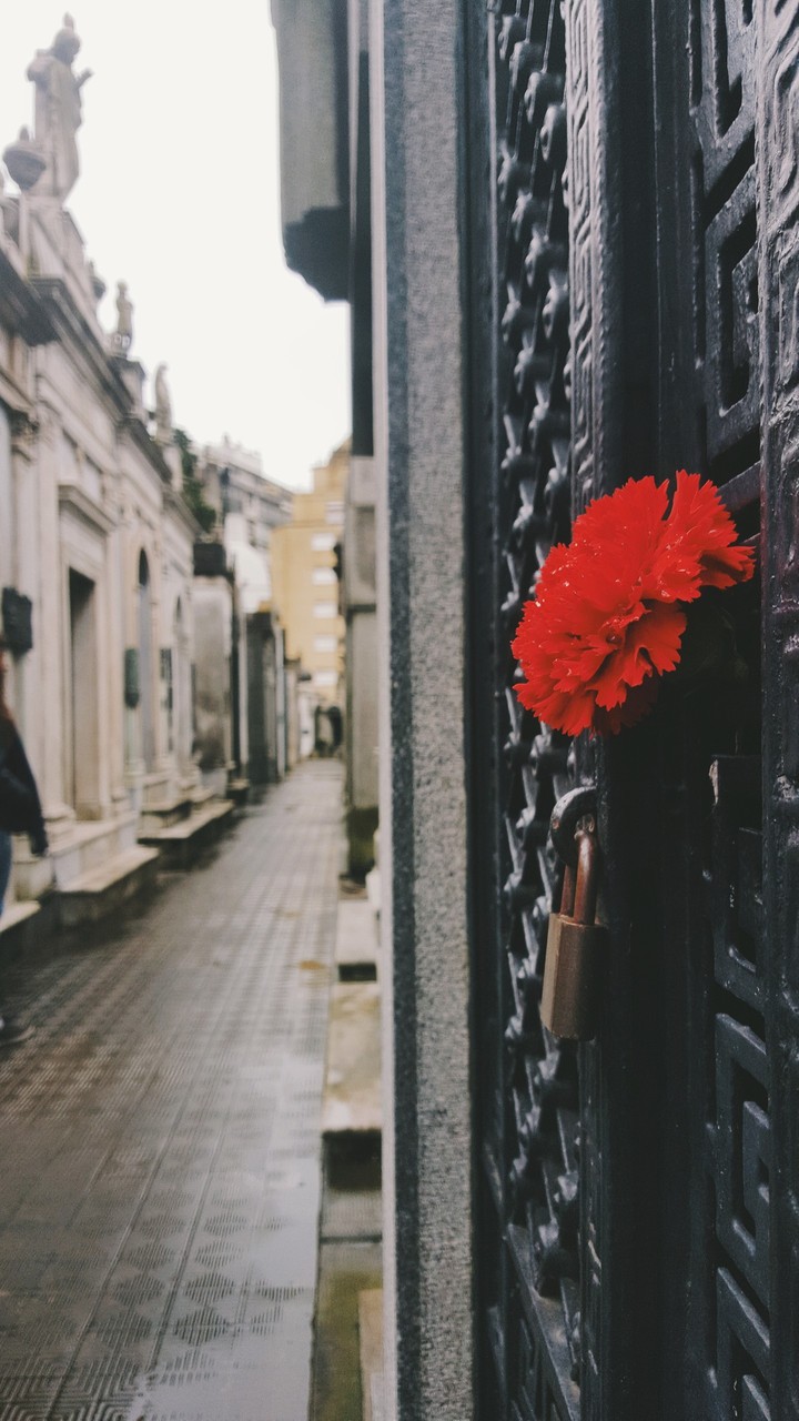 Una flor en el cementerio de Buenos Aires