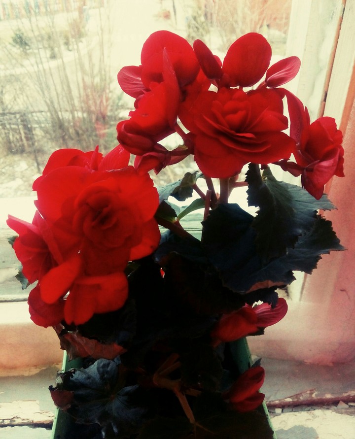 Red flowers