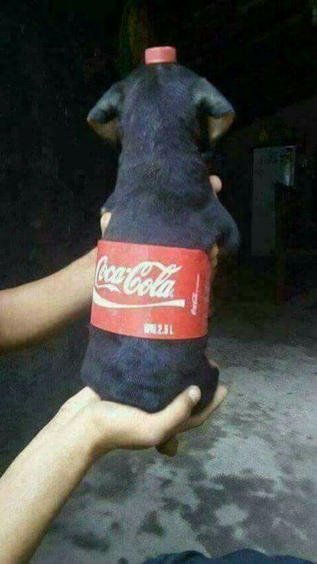 обои fun, cola