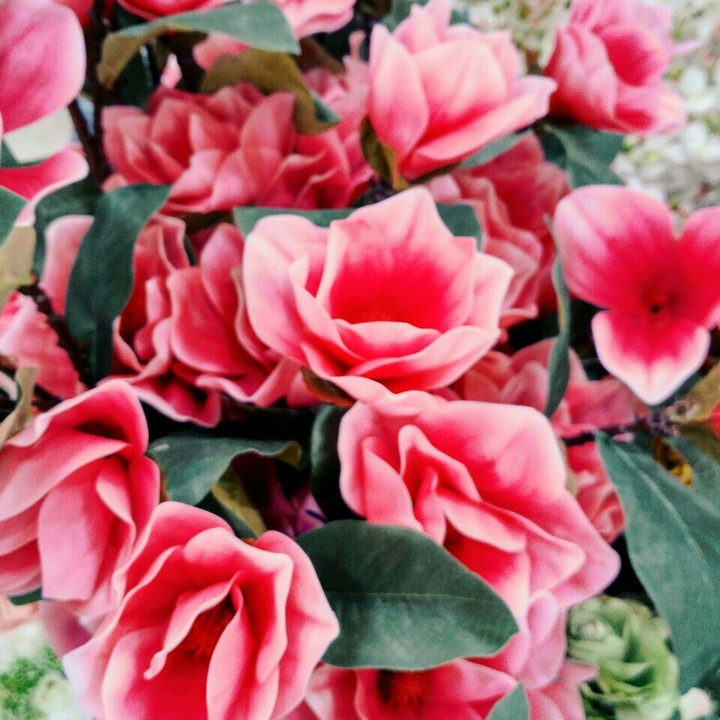 roses