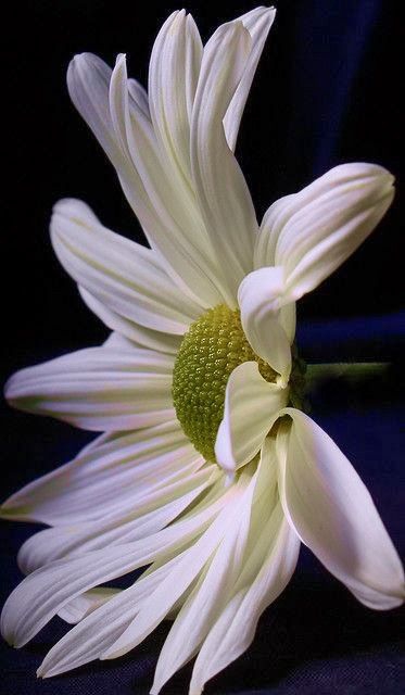 White margery.