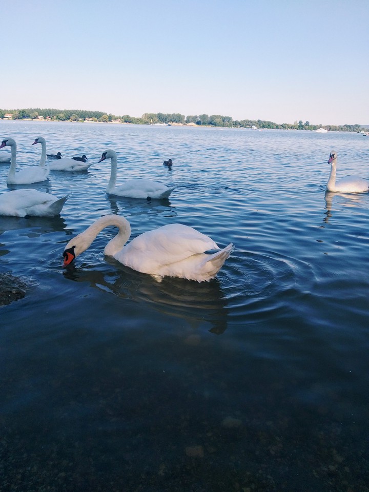Swans