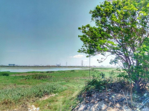 Pallikaranai Wetlands
