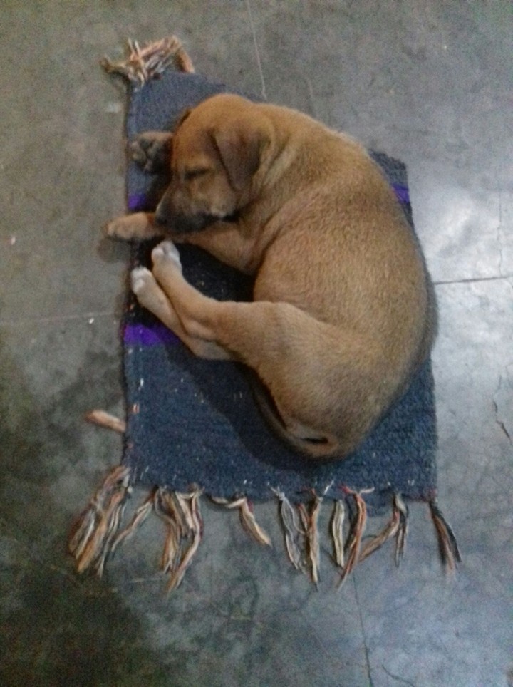 titu