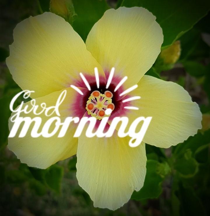A way to say Good Morning