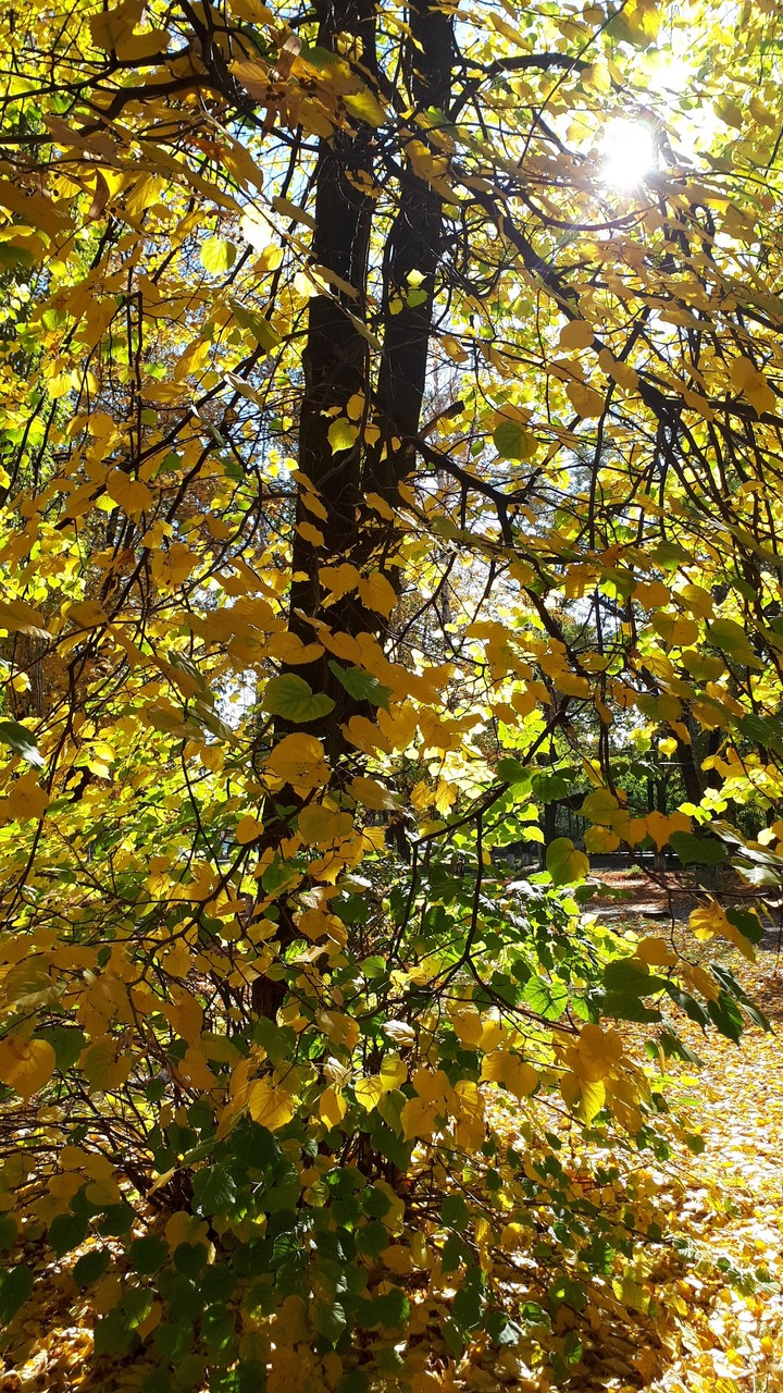 Autumn