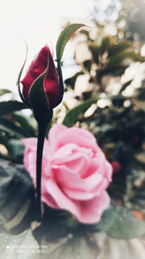 flower (rose)