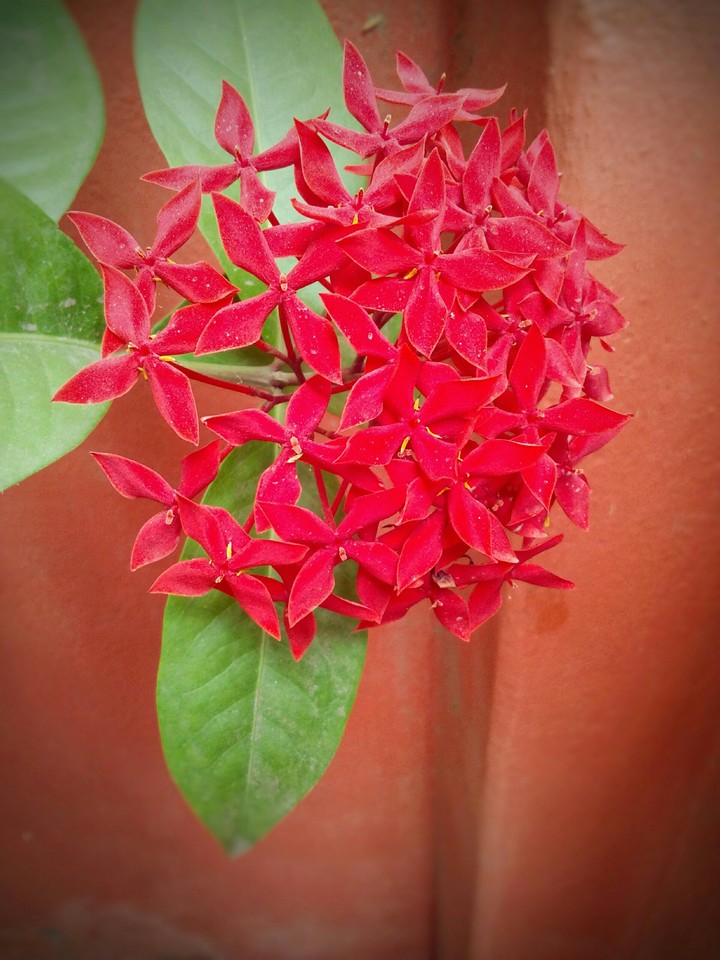 red flower