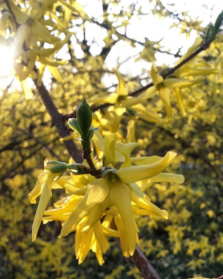 Spring