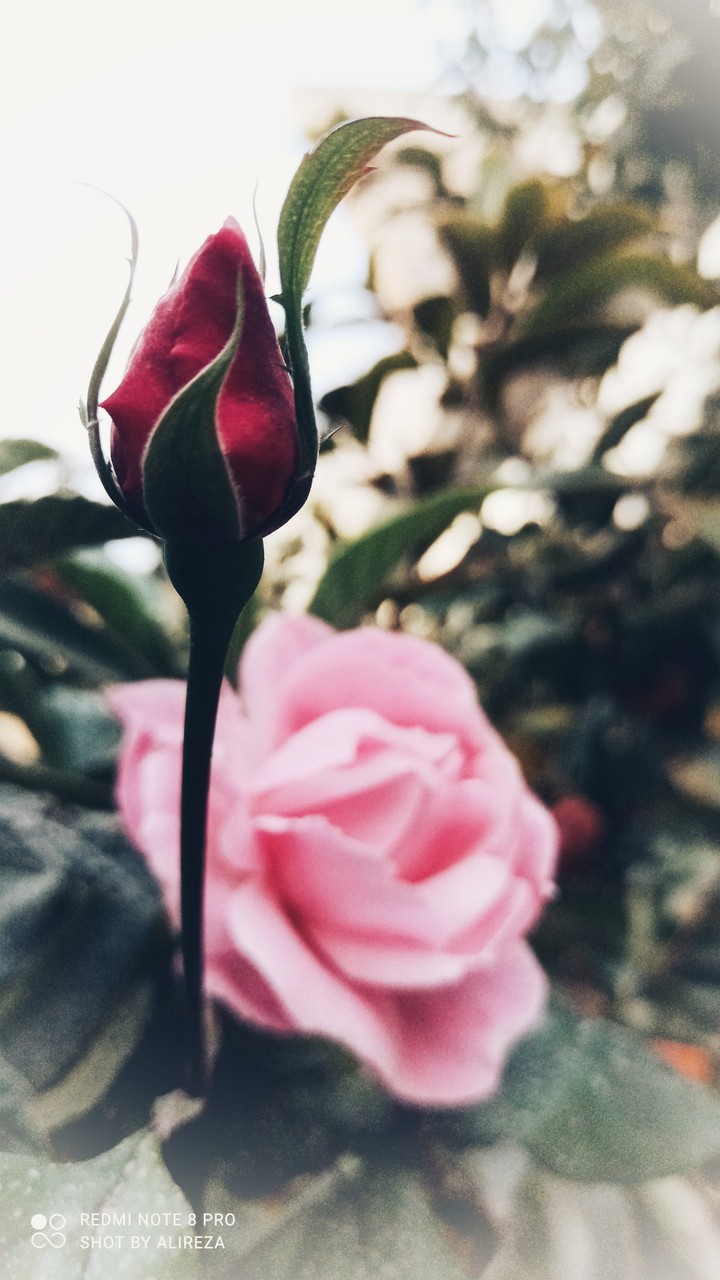 flower (rose)