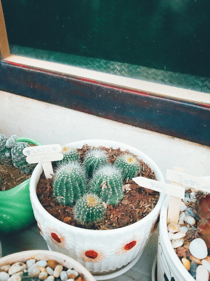 album cactus