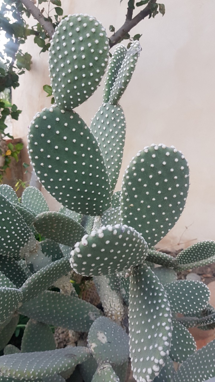 A cactus life