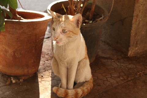 whiskers, sumedh壁纸