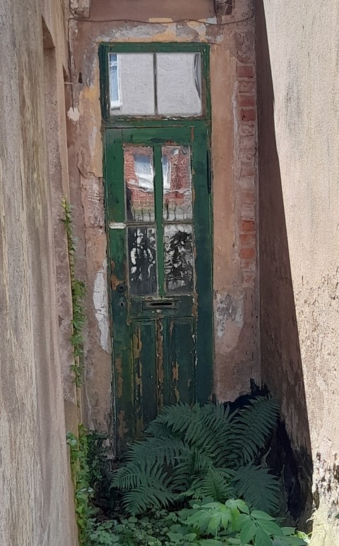 plant, House háttérképek