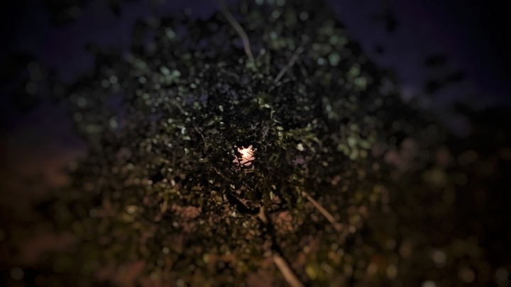 Moon View
