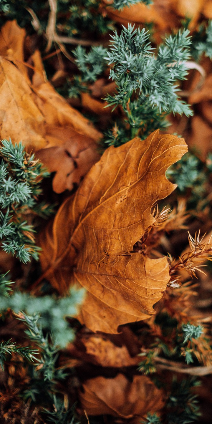Autumn leaves