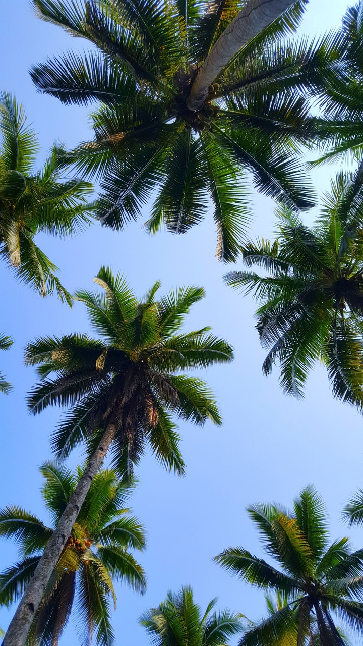 Palm Trees