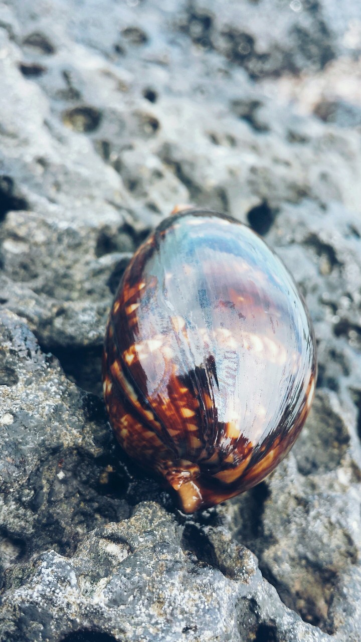seashell