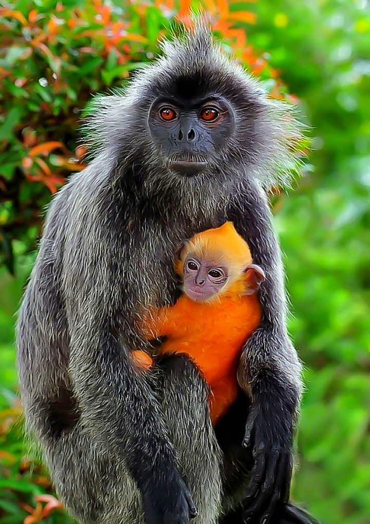 silvered Leaf Monkey and Baby