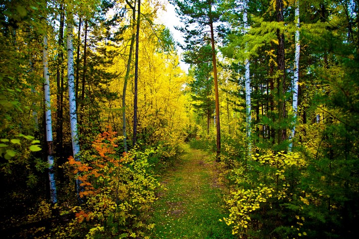 green, vegetation Hintergrundbilder