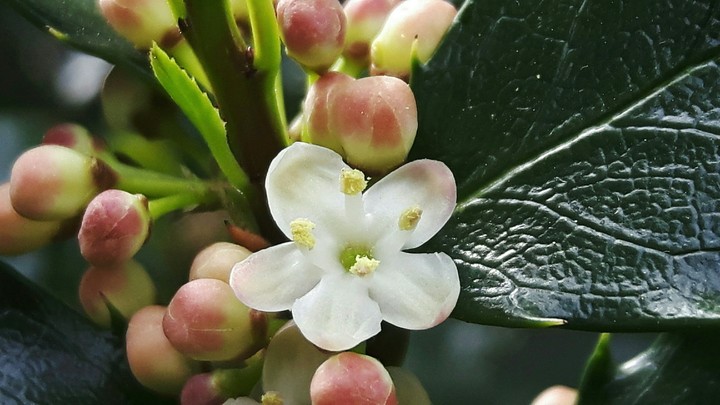 flowers