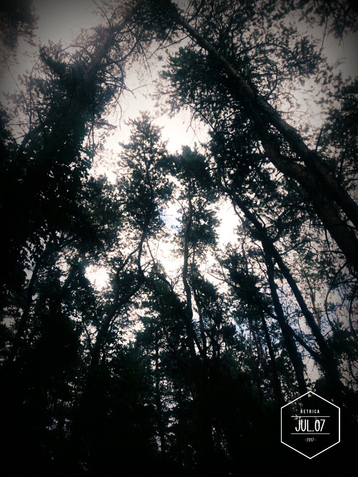 Лес // Forest