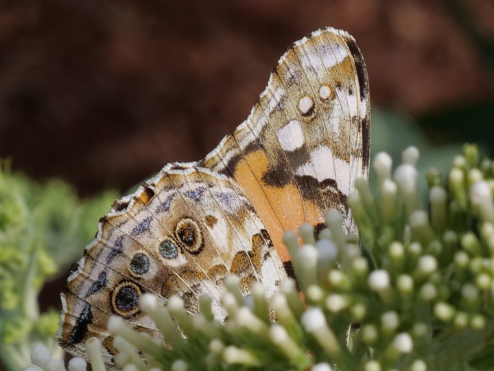 Schmetterling/Butterfly