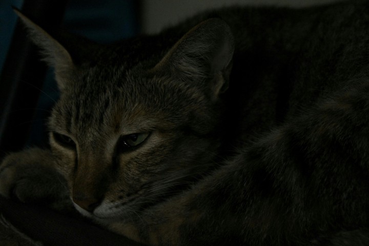 cat