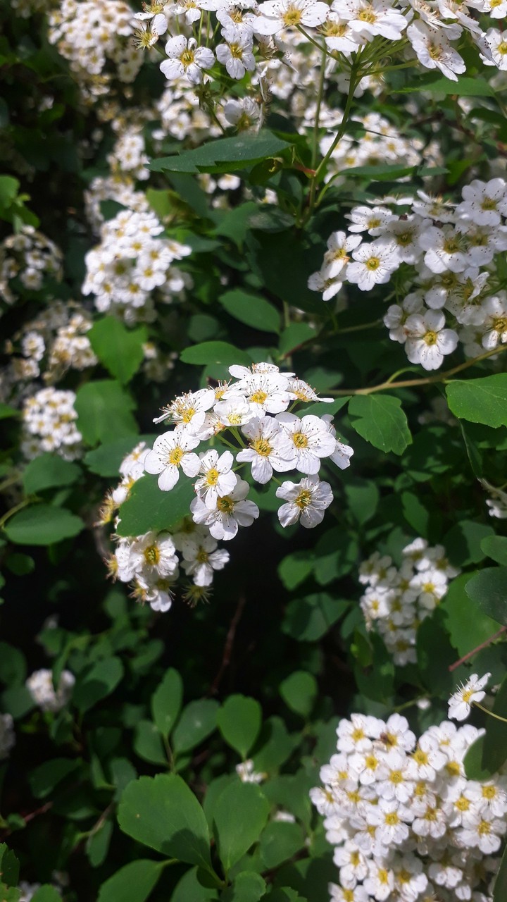 spring