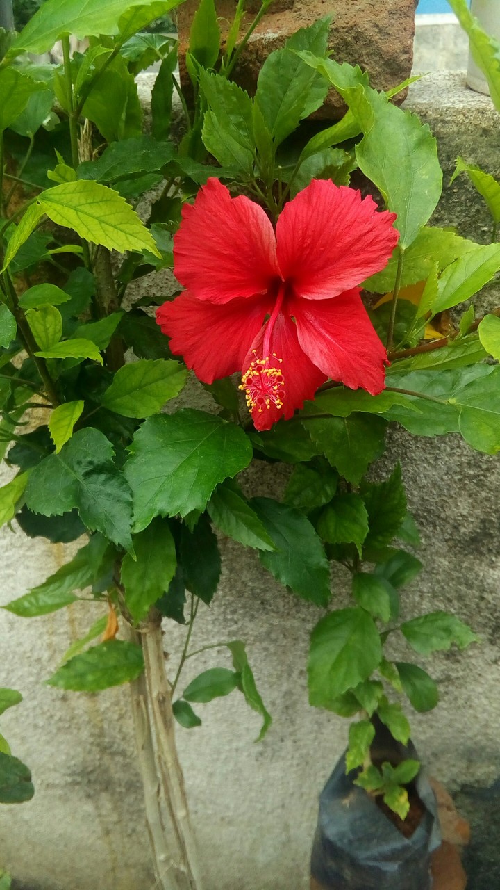 flower