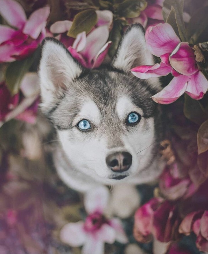 cão