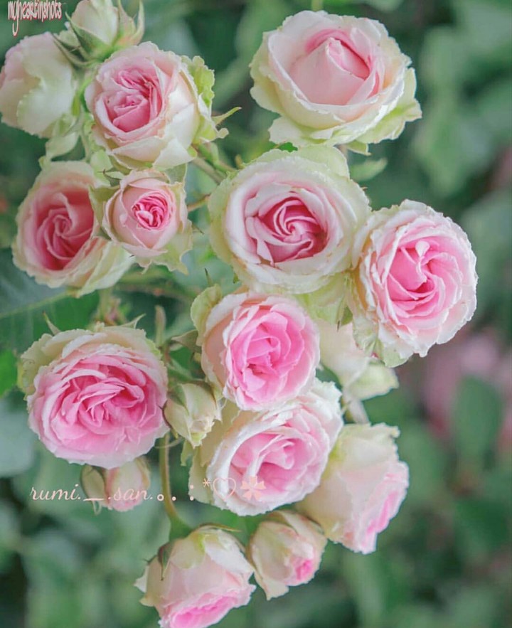 pink &white