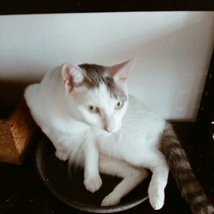 Moisés