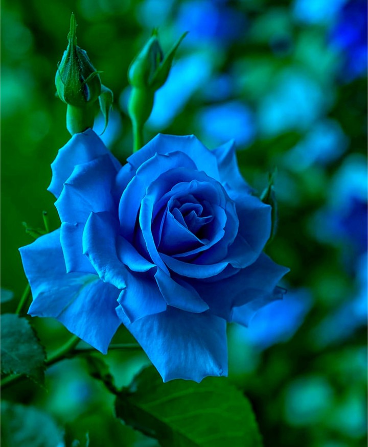 Blue Roses