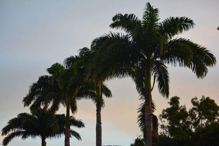 Palm