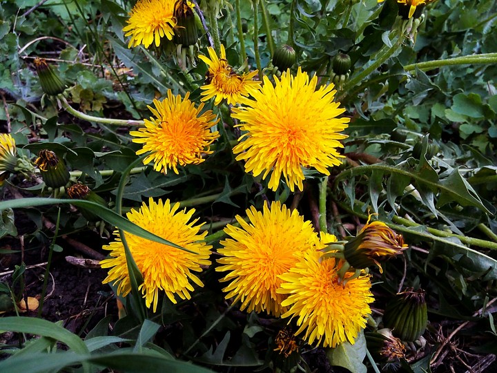 Dandelion